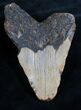 Bargain Megalodon Tooth - North Carolina #8023-1